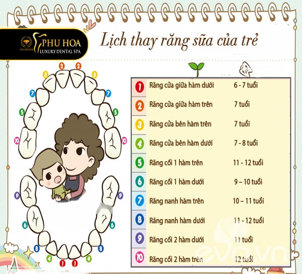 trinh-tu-moc-rang-vinh-vien