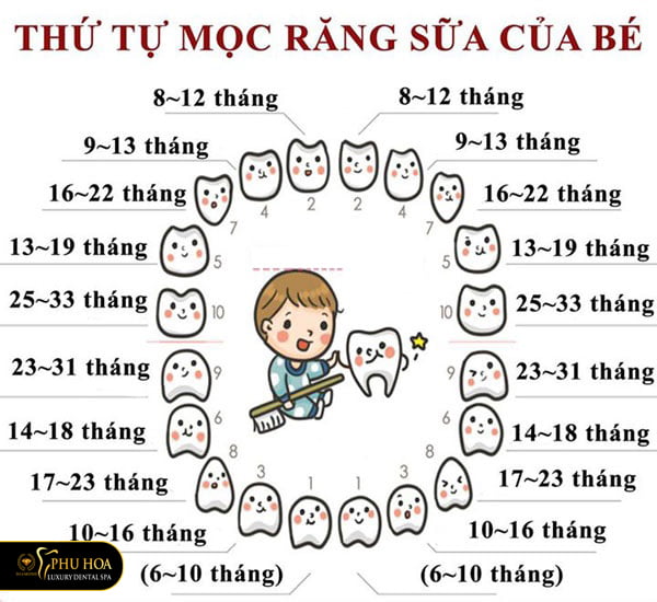 tuoi-moc-va-thay-rang-sua