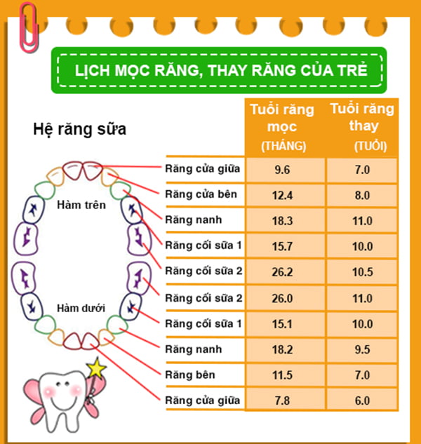 tuoi-moc-va-thay-rang-sua
