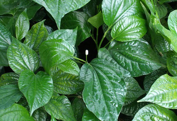 chua-sau-rang-bang-la-lot